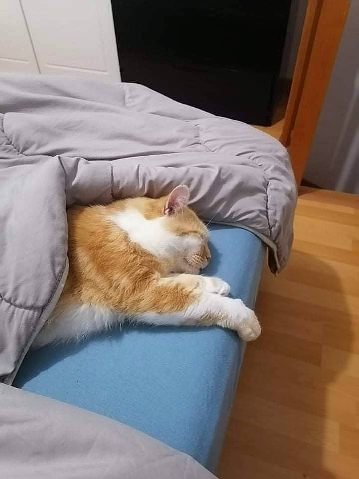 Rouquin participe au concours pour gagner de l'argent avec cette photo : canidae, carnivore, cat, chair, comfort, companion_dog, couch, domestic_short_haired_cat, fawn, felidae, flooring, hardwood, human_leg, lap, linens, small_to_medium_sized_cats, sporting_group, tail, whiskers, wood