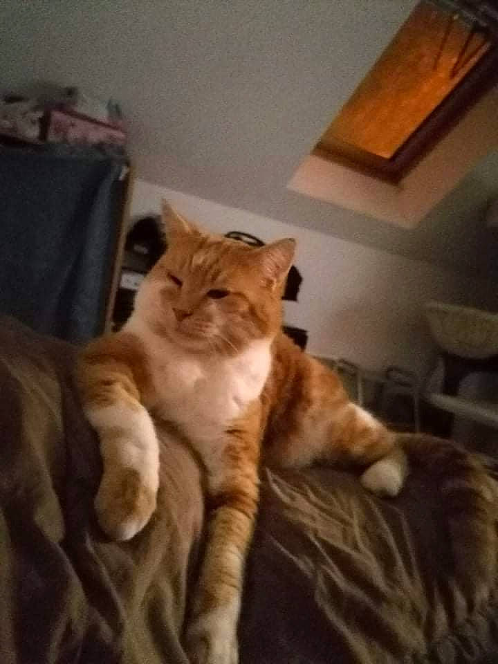 Rouquin participe au concours pour gagner de l'argent avec cette photo : bed, carnivore, cat, claw, comfort, domestic_short_haired_cat, fawn, felidae, flooring, fur, hardwood, paw, plant, small_to_medium_sized_cats, snout, tail, terrestrial_animal, whiskers, window, wood