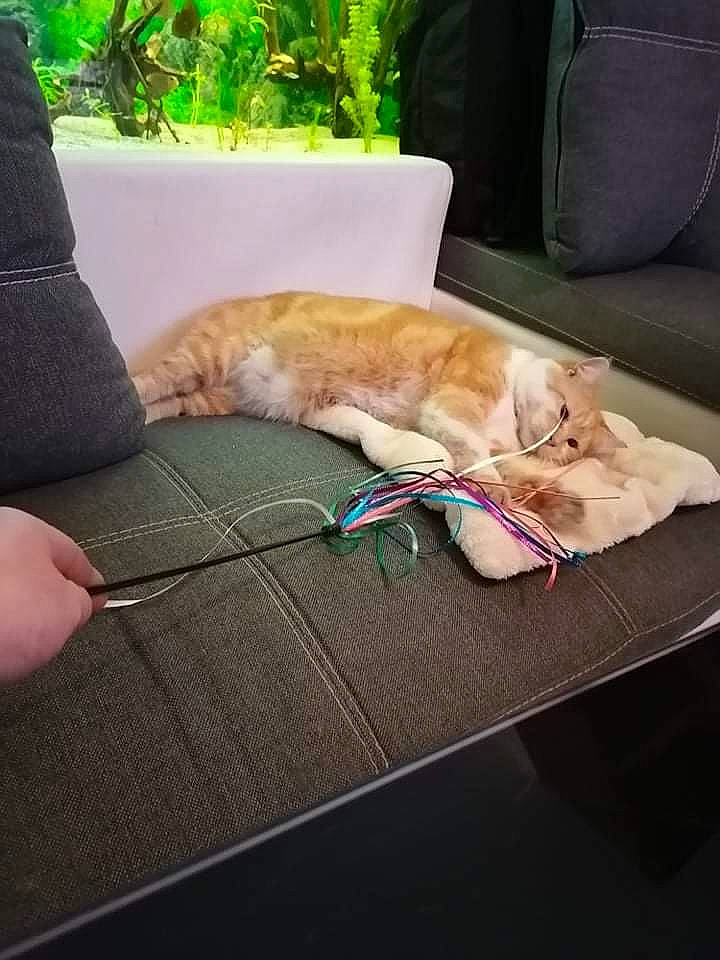 Rouquin participe au concours pour gagner de l'argent avec cette photo : carnivore, cat, comfort, domestic_short_haired_cat, fawn, felidae, fur, grass, human_leg, linens, mammal, plant, room, small_to_medium_sized_cats, table, tail, textile, vertebrate, whiskers, wood