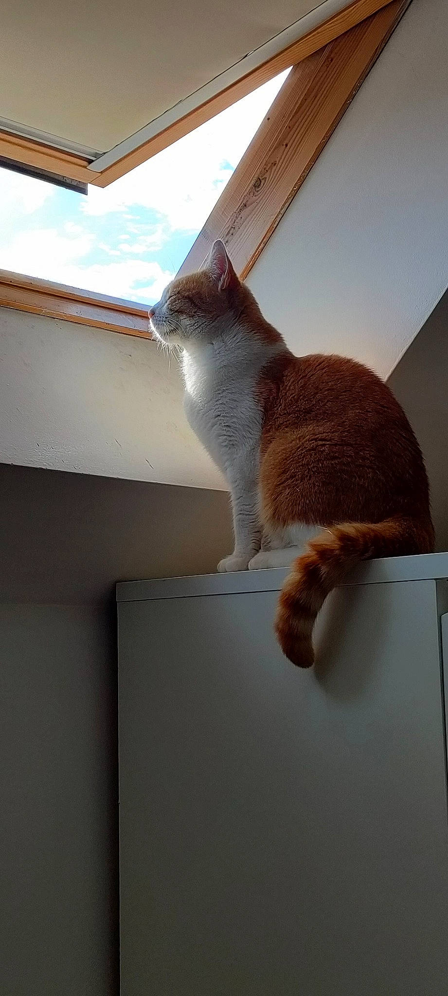 Diego participe au concours pour gagner de l'argent avec cette photo : carnivore, cat, cat_supply, comfort, domestic_short_haired_cat, fawn, felidae, fur, hardwood, mammal, pet_supply, room, shade, small_to_medium_sized_cats, tail, whiskers, window, window_blind, window_covering, wood