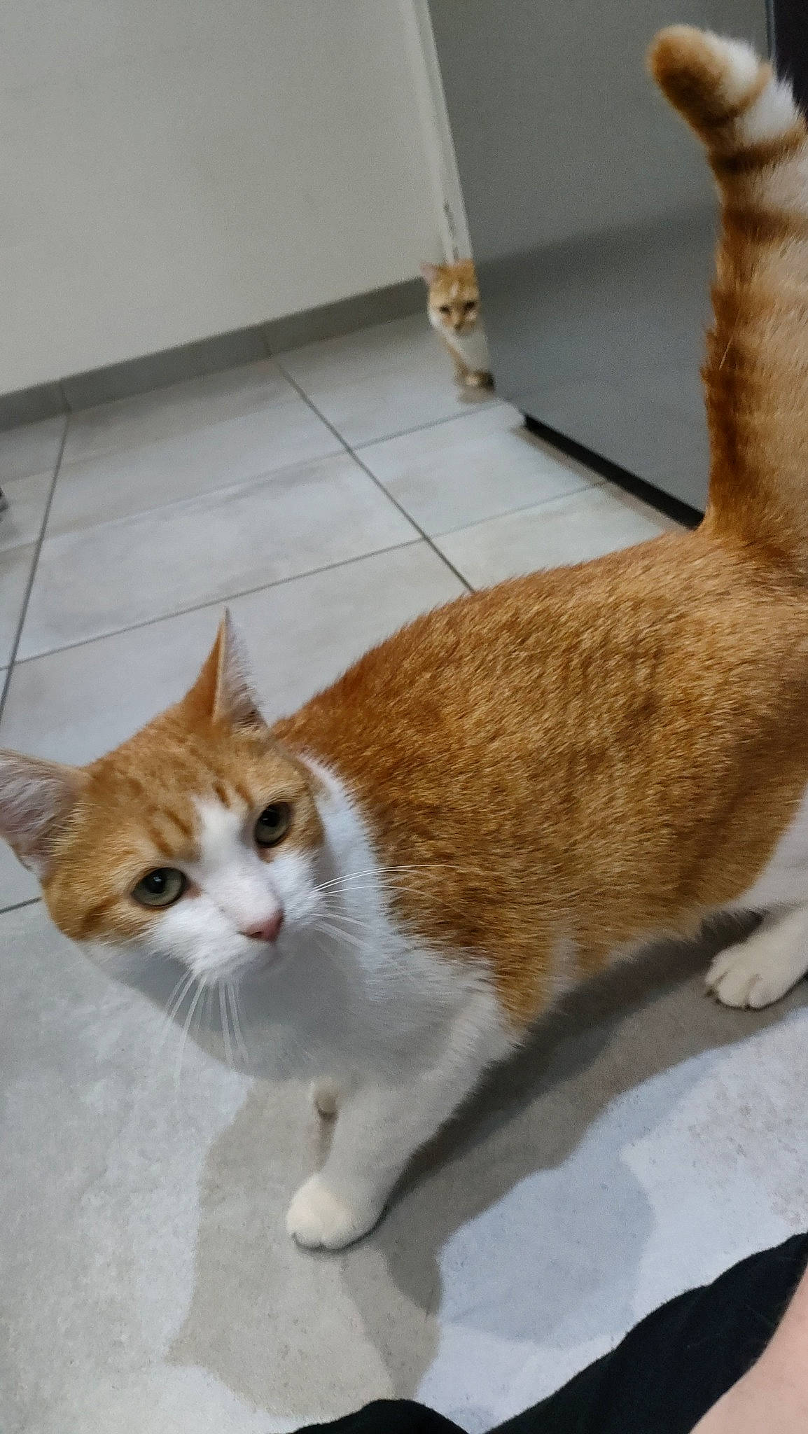 Diego participe au concours pour gagner de l'argent avec cette photo : carnivore, cat, comfort, domestic_short_haired_cat, eye, fawn, felidae, flooring, foot, fur, human_leg, line, paw, sitting, small_to_medium_sized_cats, snout, tail, terrestrial_animal, whiskers, wood