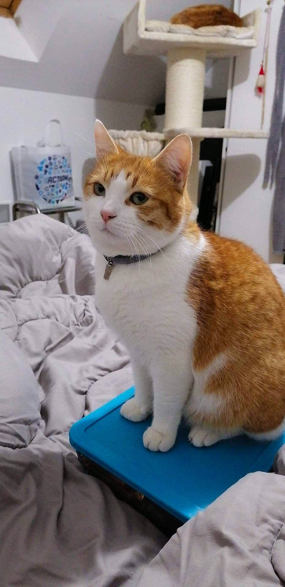 Diego a rejoint le concours — aidez-le/la à gagner de superbes lots ! carnivore, cat, cat_supply, claw, comfort, domestic_short_haired_cat, fawn, felidae, fur, paw, pet_supply, sitting, small_to_medium_sized_cats, snout, tail, whiskers