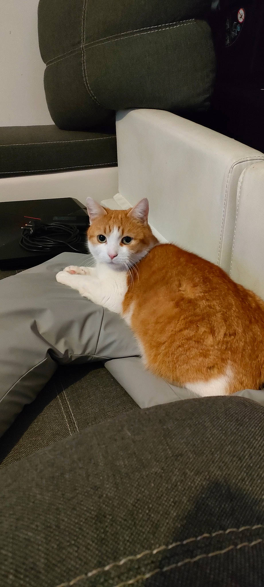 Diego participe au concours pour gagner de l'argent avec cette photo : bed, carnivore, cat, comfort, couch, domestic_short_haired_cat, fawn, felidae, flooring, fur, furniture, hardwood, linens, paw, room, small_to_medium_sized_cats, tail, whiskers, window, wood