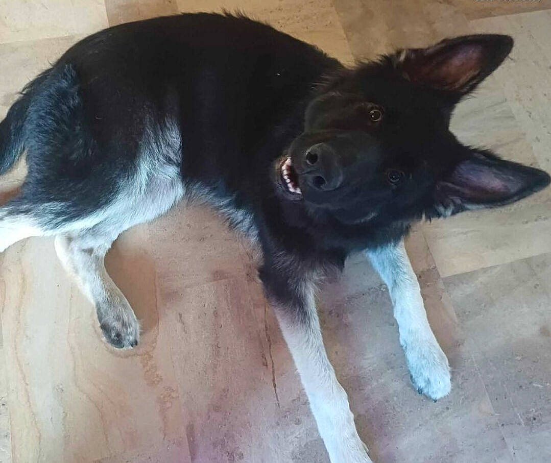 Tyson participe au concours pour gagner de l'argent avec cette photo : borador, canidae, carnivore, companion_dog, dog, dog_breed, foot, fur, hardwood, herding_dog, paw, snout, sporting_group, tail, terrestrial_animal, whiskers, working_animal, working_dog