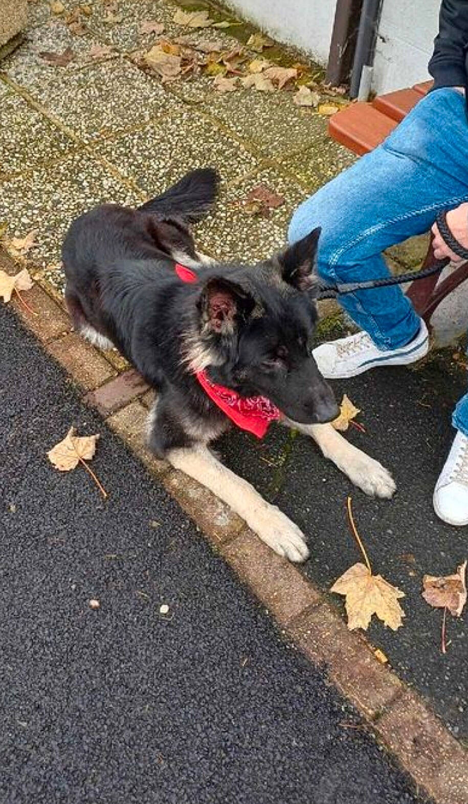 Tyson participe au concours pour gagner de l'argent avec cette photo : asphalt, canidae, carnivore, collar, companion_dog, dog, dog_breed, electric_blue, fur, jeans, leash, road_surface, shadow, soil, sporting_group, tail, tar, walking, working_animal, working_dog