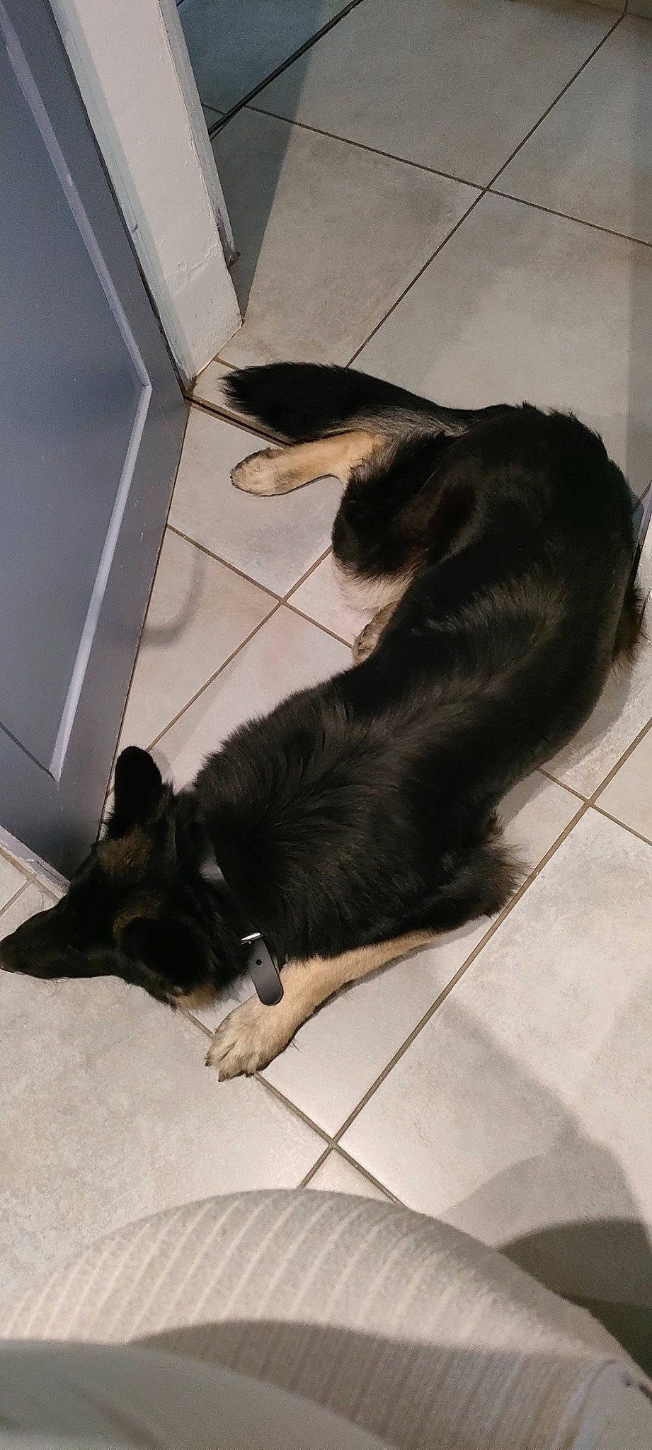 Tyson a rejoint le concours — aidez-le/la à gagner de superbes lots ! canidae, carnivore, claw, comfort, companion_dog, dog, dog_breed, felidae, floor, flooring, foot, fur, hardwood, small_to_medium_sized_cats, sporting_group, tail, terrestrial_animal, tile, tile_flooring, working_animal