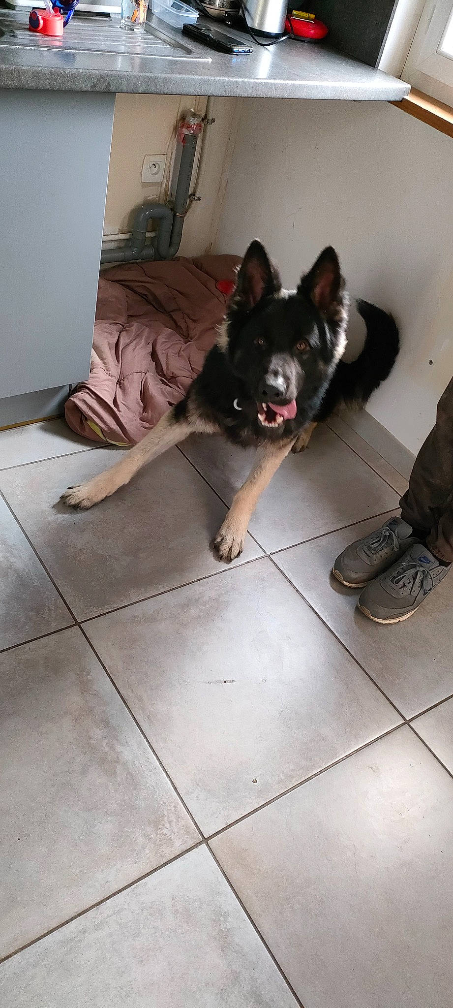 Tyson a rejoint le concours — aidez-le/la à gagner de superbes lots ! carnivore, comfort, companion_dog, dog, dog_breed, dog_supply, floor, flooring, foot, fur, hardwood, paw, picture_frame, sitting, snout, sporting_group, tail, toy_dog, whiskers, working_animal