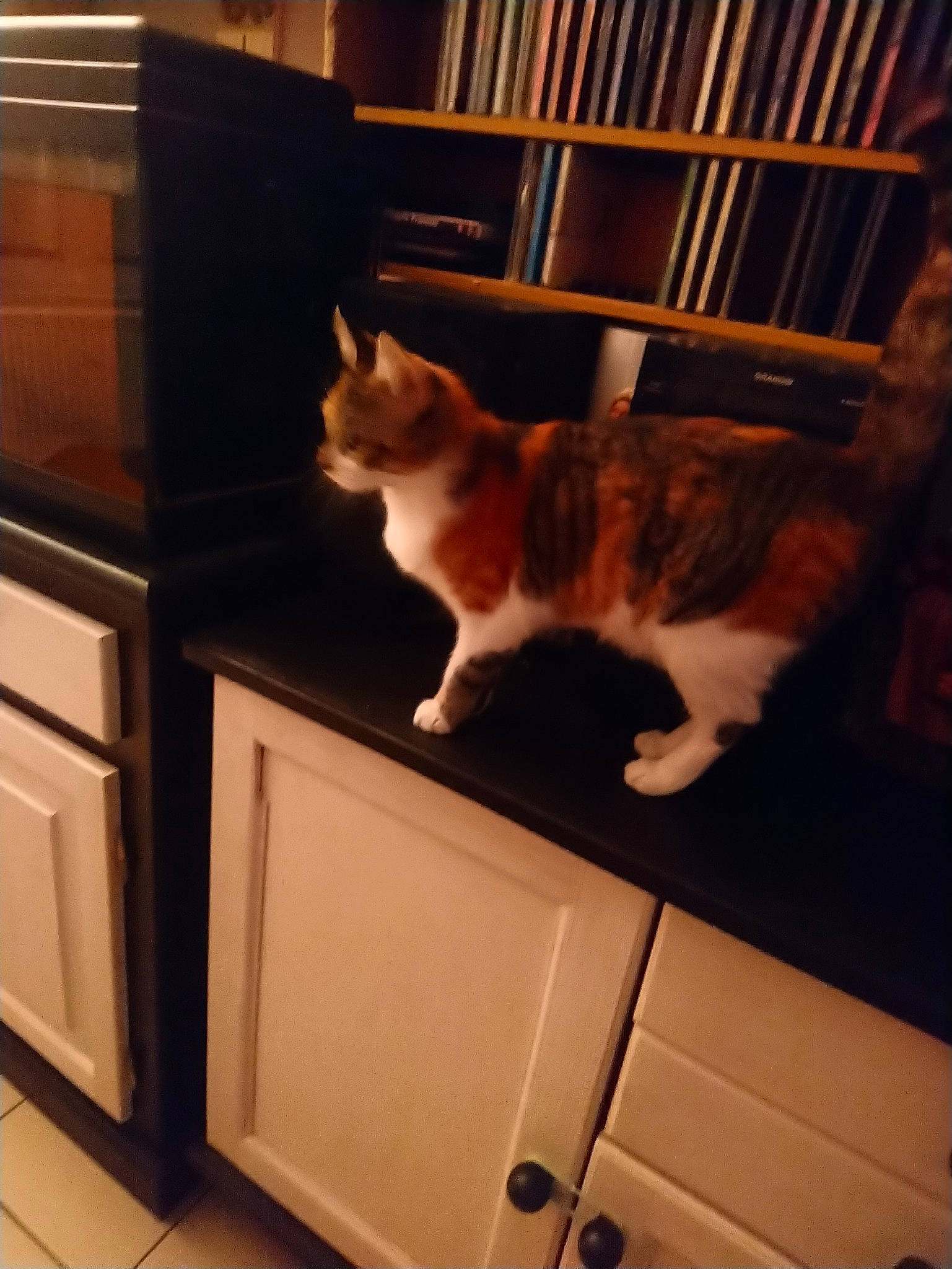 Kiria participe au concours pour gagner de l'argent avec cette photo : carnivore, cat, domestic_short_haired_cat, european_shorthair, felidae, fur, furniture, hardwood, kitten, polydactyl_cat, small_to_medium_sized_cats, stairs, tail, whiskers, wood