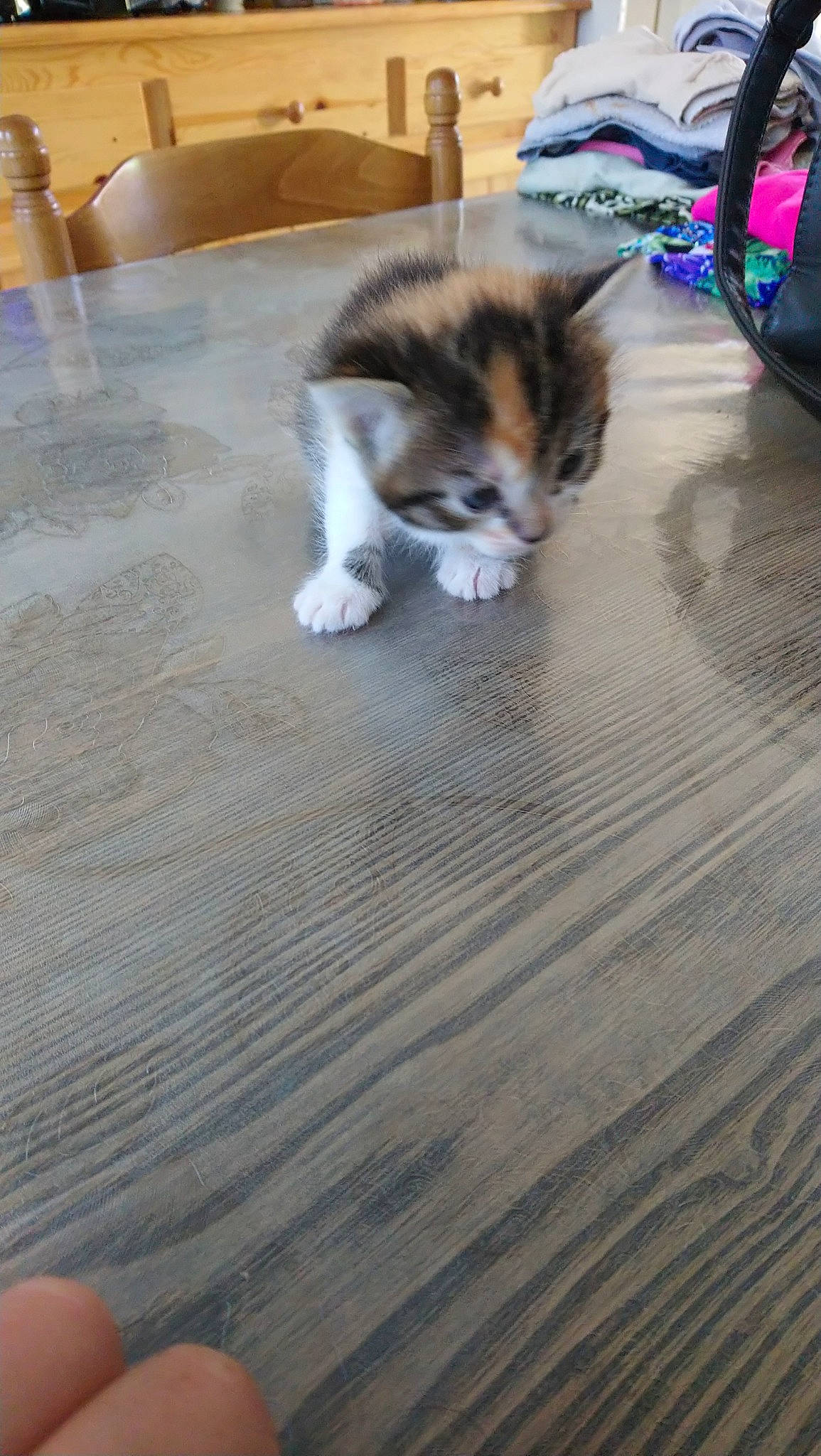 Kiria participe au concours pour gagner de l'argent avec cette photo : carnivore, cat, domestic_short_haired_cat, european_shorthair, fawn, felidae, floor, flooring, fur, hardwood, kitten, laminate_flooring, mammal, munchkin, norwegian_forest_cat, small_to_medium_sized_cats, whiskers, wood, wood_flooring