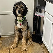 Bernie joined the competition — help win amazing prizes! dog, pet, indoor, kitchen, floor, tile, cabinet, trash_can, collar, fur, animal, sitting, cute, curly_fur, brown, black, white, medium_sized_dog, domestic, household