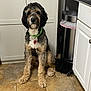 dog, pet, indoor, kitchen, floor, tile, cabinet, trash_can, collar, fur, animal, sitting, cute, curly_fur, brown, black, white, medium_sized_dog, domestic, household