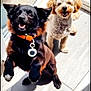 dog, black_dog, small_dog, fluffy_dog, happy, pet, collar, indoor, sunlight, floor, tile, animal, cute, playful, canine, domestic_animal, companions, two_dogs, smiling, friendship