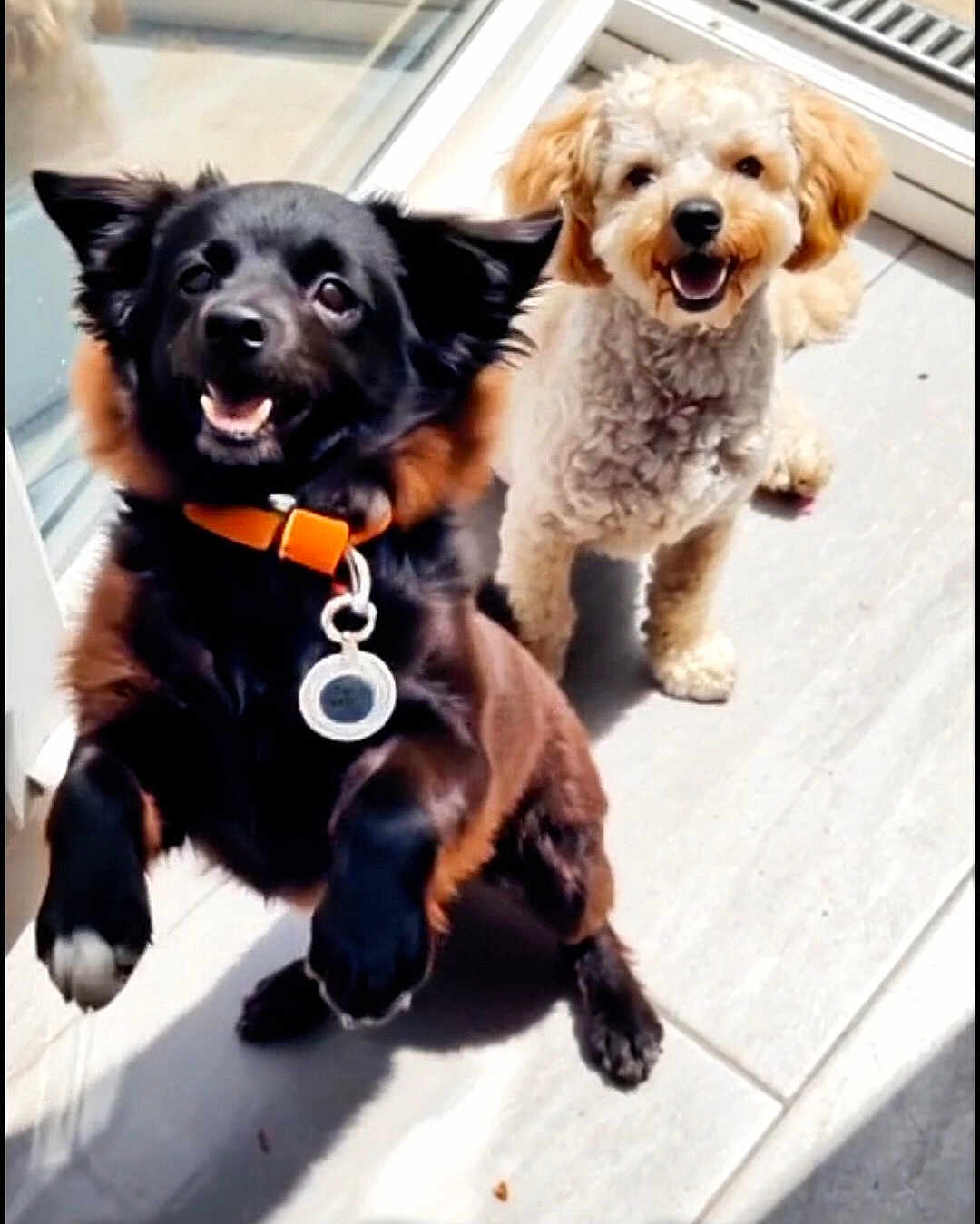 Teddy And Tucker