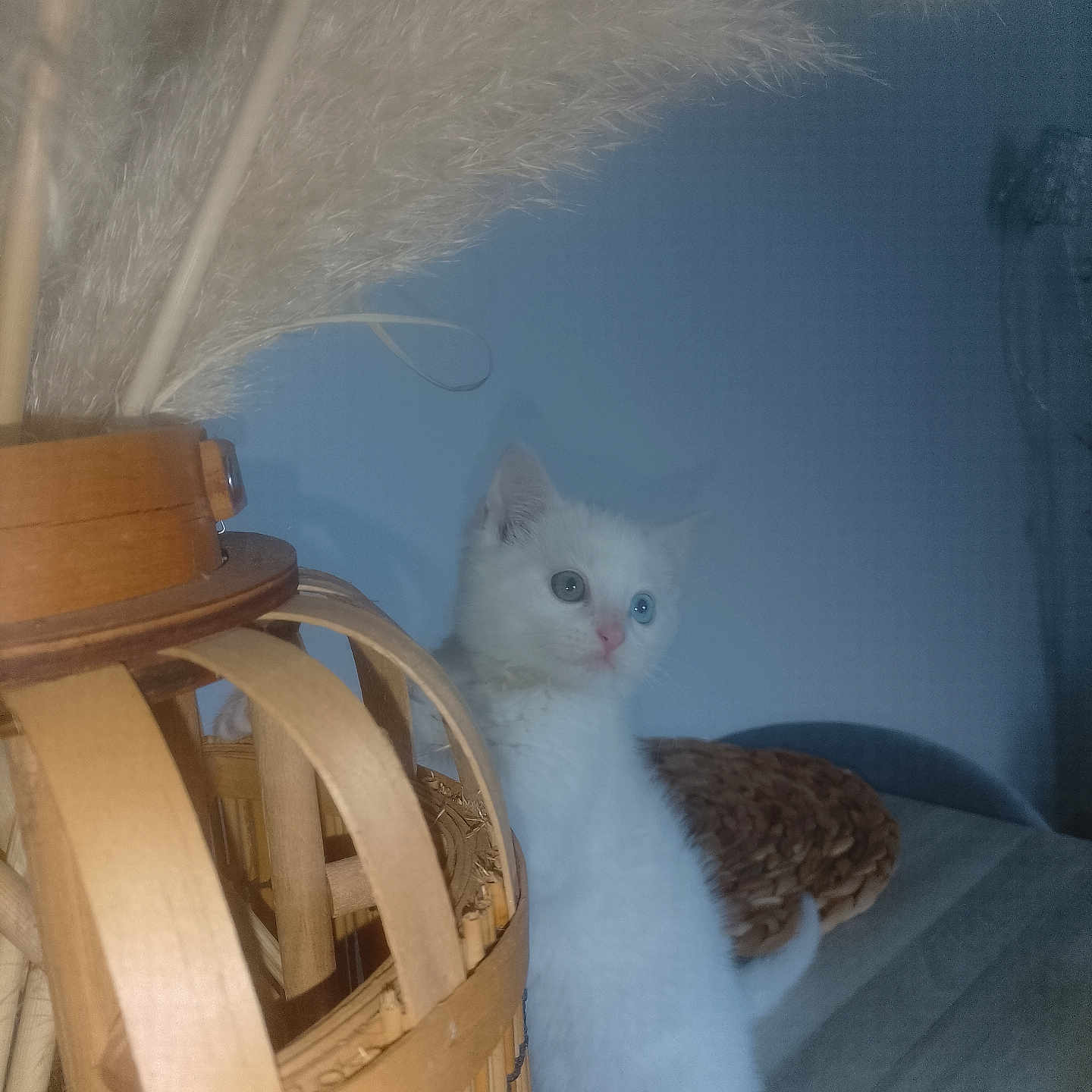 Milo a rejoint le concours — aidez-le/la à gagner de superbes lots ! animal, basket, blue_wall, cat, couch, cozy, curious, cute, decor, domestic_cat, fluffy, furniture, indoor, kitten, pampas_grass, pet, small, soft, white_cat, young