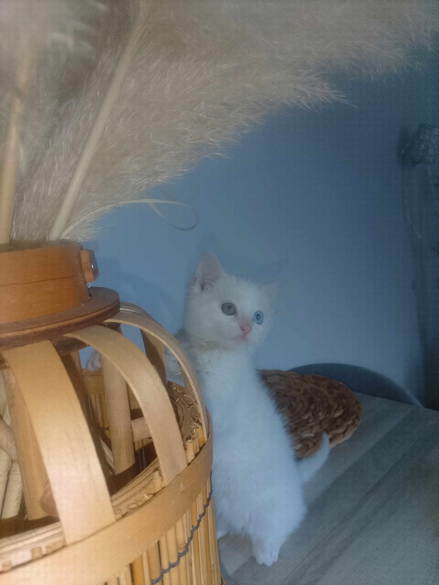 Milo a rejoint le concours — aidez-le/la à gagner de superbes lots ! animal, basket, blue_wall, cat, couch, cozy, curious, cute, decor, domestic_cat, fluffy, furniture, indoor, kitten, pampas_grass, pet, small, soft, white_cat, young