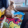 cat, orange_tabby, window, blanket, cartoon_characters, curtain, indoor, relaxed, feline, pet, cozy, natural_light, looking_out, resting, paw, tail, fur, home, animal, colorful