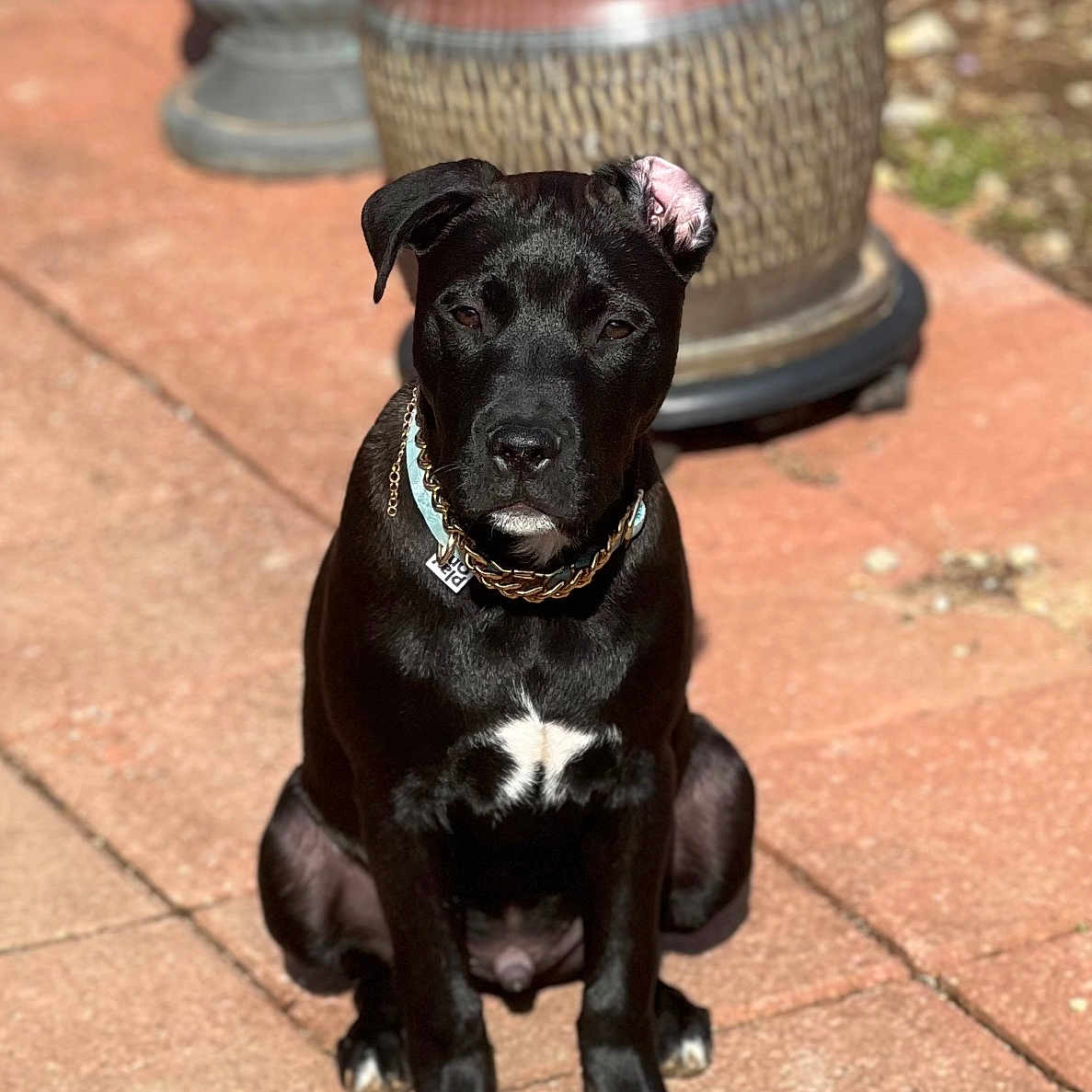 Tyson joined the competition — help win amazing prizes! animal, ball, boxer, bulldog, canine, dog, flagstone, greatdane, hound, jar, labradorretriever, path, pet, plant, planter, pottedplant, pottery, puppy, vase, walkway