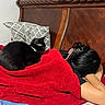 black_cat, bed, blanket, red_blanket, person, hair_clip, glasses, pillow, wooden_headboard, indoor, resting, sleeping, feline, cozy, relaxation, comfort, home, quiet, still_life, animal