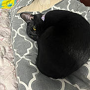 Binxy Winxy is registered to the contest to win money with this photo: black_cat, cat, pet, sleeping, curled_up, cushion, bed, indoor, cozy, relaxed, yellow_eyes, feline, fur, resting, collar, patterned_fabric, cute, domestic_animal, animal, one_eye_visible