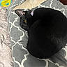 black_cat, cat, pet, sleeping, curled_up, cushion, bed, indoor, cozy, relaxed, yellow_eyes, feline, fur, resting, collar, patterned_fabric, cute, domestic_animal, animal, one_eye_visible