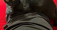 Binxy Winxy joined the competition — help win amazing prizes! black_cat, cat, pet, animal, yellow_eyes, lap, person, clothing, red_blanket, indoor, relaxing, lying_down, feline, cozy, fur, whiskers, domestic_cat, resting, casual, comfort