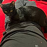 black_cat, cat, pet, animal, yellow_eyes, lap, person, clothing, red_blanket, indoor, relaxing, lying_down, feline, cozy, fur, whiskers, domestic_cat, resting, casual, comfort