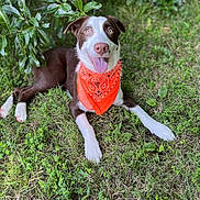 Troy is registered to the contest to win money with this photo: animal, bandana, brown_and_white, canine, closeup, dog, friendly, grass, greenery, happy, leaves, lying_down, nature, outdoor, paw, pet, playful, smiling, summer, tongue_out