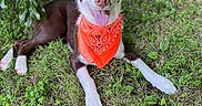 Troy is registered to the contest to win money with this photo: animal, bandana, brown_and_white, canine, closeup, dog, friendly, grass, greenery, happy, leaves, lying_down, nature, outdoor, paw, pet, playful, smiling, summer, tongue_out