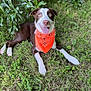 animal, bandana, brown_and_white, canine, closeup, dog, friendly, grass, greenery, happy, leaves, lying_down, nature, outdoor, paw, pet, playful, smiling, summer, tongue_out