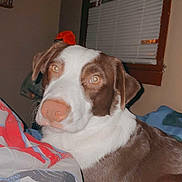 Troy joined the competition — help win amazing prizes! animal, bed, blanket, blinds, brown_and_white, canine, companion, cozy, curious, dog, domestic, fur, house, indoor, laying, looking, pet, portrait, relaxed, window