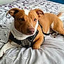 Whisper is registered to the contest to win money with this photo: dog, bed, bedding, brown, white, pet, animal, canine, indoor, resting, fur, ears, tail, paw, comfort, lying_down, collar, looking, cute, domestic