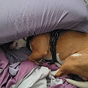 Whisper is registered to the contest to win money with this photo: dog, bed, pillow, blanket, sleeping, brown, white, fur, tail, harness, resting, indoor, comfort, cozy, fabric, covered, snuggled, purple, home, pet