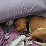 dog, bed, pillow, blanket, sleeping, brown, white, fur, tail, harness, resting, indoor, comfort, cozy, fabric, covered, snuggled, purple, home, pet