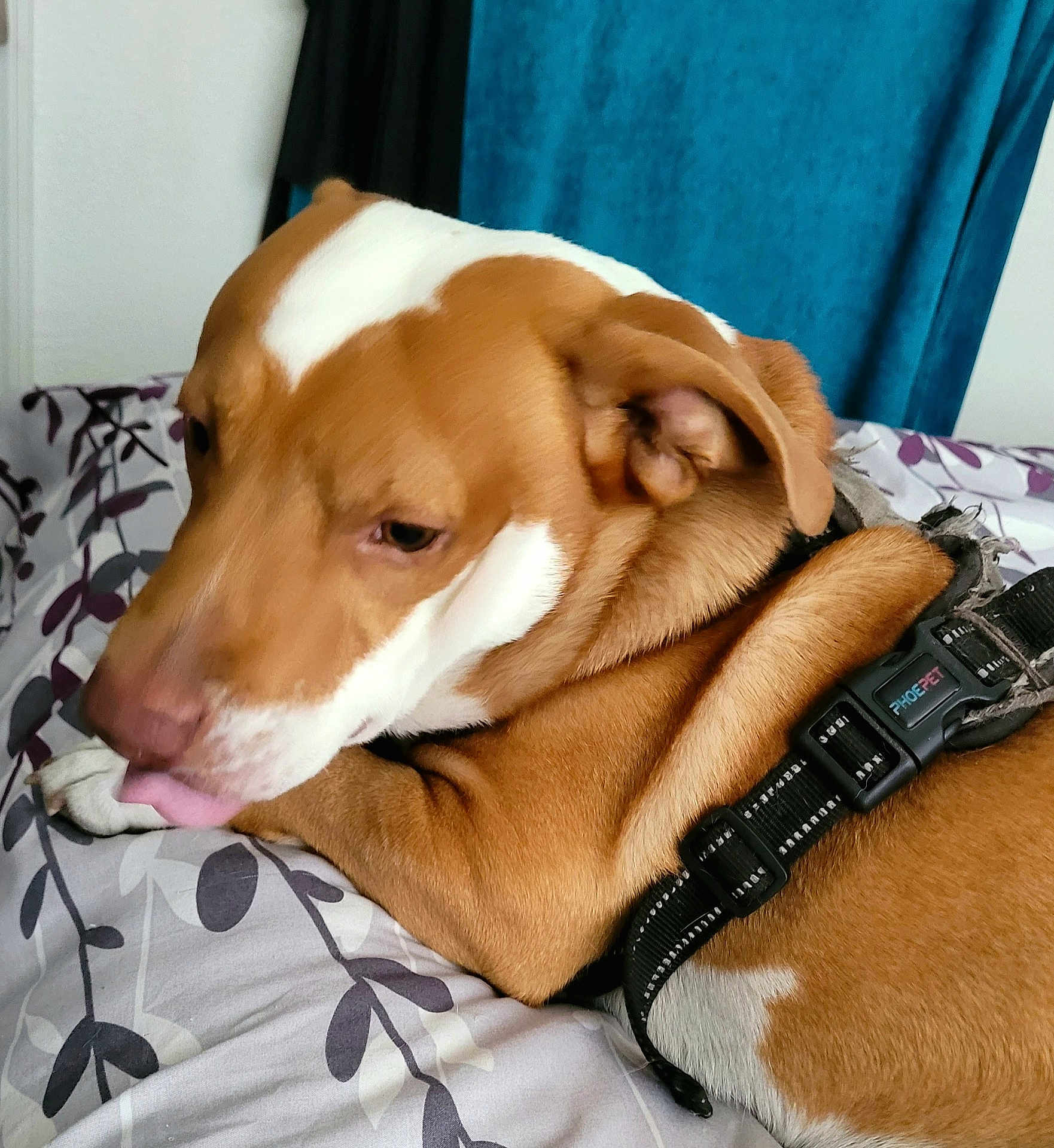 Whisper joined the competition — help win amazing prizes! dog, brown, white, bed, bedding, harness, pet, indoor, resting, canine, animal, fur, ears, lying_down, comfort, closeup, cute, domestic, tongue, relaxed