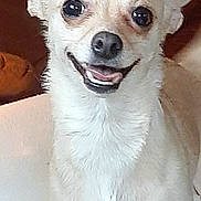 Keira is registered to the contest to win money with this photo: dog, small_dog, light_fur, close_up, pet, animal, happy, smiling, face, ears, nose, mouth, fur, indoor, cute, friendly, domestic_animal, companion, canine, portrait