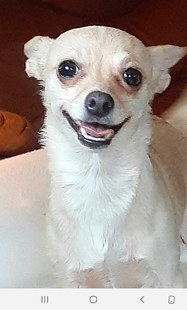 Keira is registered to the contest to win money with this photo: dog, small_dog, light_fur, close_up, pet, animal, happy, smiling, face, ears, nose, mouth, fur, indoor, cute, friendly, domestic_animal, companion, canine, portrait