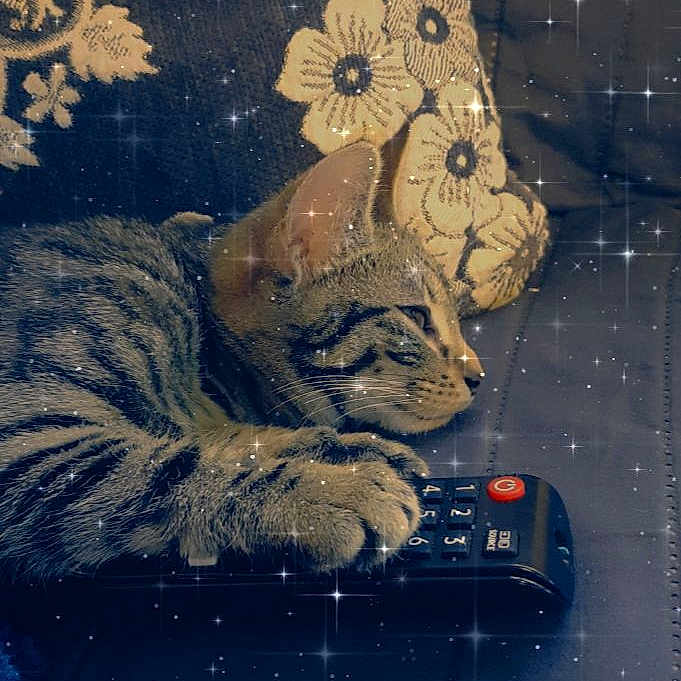 Minnie is registered to the contest to win money with this photo: carnivore, cat, drawing, felidae, illustration, painting, small_to_medium_sized_cats, snout, tabby_cat, terrestrial_animal, vertebrate, whiskers