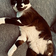 Câlin participe au concours pour gagner de l'argent avec cette photo : animal, black_and_white, cat, couch, cozy, cute, domestic_cat, feline, fur, gray_couch, indoor, living_room, paw, pet, relaxed, resting, sitting, tuxedo_cat, whiskers, wide_eyes