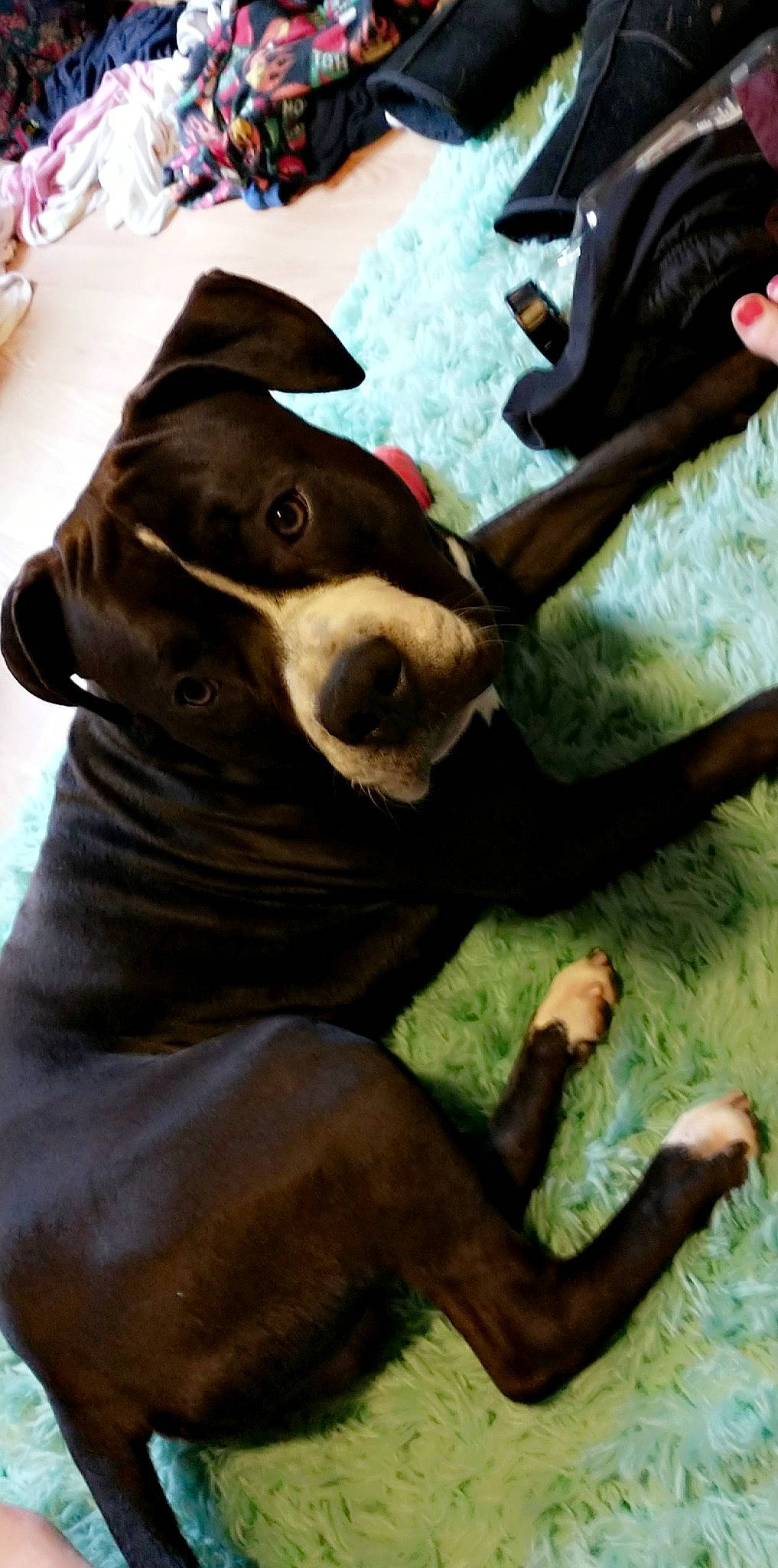 Bruce is registered to the contest to win money with this photo: art, canidae, carnivore, collar, companion_dog, dog, dog_breed, dog_collar, fawn, fur, gesture, guard_dog, jaw, personal_protective_equipment, snout, sporting_group, toy_dog, whiskers, working_animal, working_dog