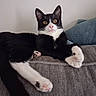 Pluto joined the competition — help win amazing prizes! cat, black_and_white, tuxedo_cat, pet, animal, portrait, lying_down, lounging, sofa, couch, blue_cushion, gray_fabric, white_paws, pink_paw_pads, yellow_eyes, whiskers, indoors, home, relaxed, close_up