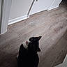 animal, black_and_white, cat, curious, doorway, dramatic_perspective, ears, eyes, feline, hallway, home, indoor, looking_up, pet, portrait, shadow, sitting, tuxedo_cat, whiskers, wood_floor
