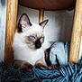animal, blanket, blue_eyes, calm, cat, closeup, cozy, cute, ears, fur, furniture, indoor, pet, relaxed, resting, rug, siamese_cat, soft_texture, whiskers, wooden_stool