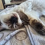 animal, blanket, cat, closeup, comfort, cozy, cute, fluffy, fur, home, indoor, mammal, paw, peaceful, pet, relaxation, rest, sleeping, soft, whiskers