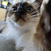 Aerith participe au concours pour gagner de l'argent avec cette photo : cat, close_up, whiskers, curious, pet, feline, indoor, blurred_background, animal, portrait, soft_light, cute, nose, fur, eye, paw, mammal, domestic_animal, close_range, whisker