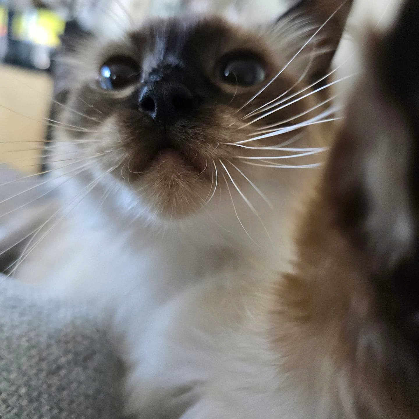 Aerith participe au concours pour gagner de l'argent avec cette photo : cat, close_up, whiskers, curious, pet, feline, indoor, blurred_background, animal, portrait, soft_light, cute, nose, fur, eye, paw, mammal, domestic_animal, close_range, whisker