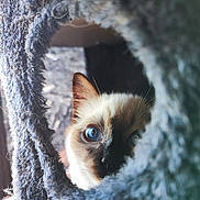 Aerith participe au concours pour gagner de l'argent avec cette photo : cat, blue_eyes, curious, peeking, fuzzy_tunnel, close_up, indoor, pet, animal, whiskers, soft_texture, cozy, portrait, face, feline, cute, domestic_cat, looking, shallow_depth_of_field, natural_light