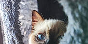 Aerith participe au concours pour gagner de l'argent avec cette photo : animal, blue_eyes, cat, close_up, cozy, curious, cute, domestic_cat, face, feline, fuzzy_tunnel, indoor, looking, natural_light, peeking, pet, portrait, shallow_depth_of_field, soft_texture, whiskers