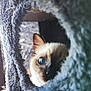 cat, blue_eyes, curious, peeking, fuzzy_tunnel, close_up, indoor, pet, animal, whiskers, soft_texture, cozy, portrait, face, feline, cute, domestic_cat, looking, shallow_depth_of_field, natural_light