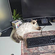 Aerith a rejoint le concours — aidez-le/la à gagner de superbes lots ! brown, cat, computer, cute, desk, electronics, feline, fluffy, funko_pop, indoor, keyboard, monitor, mousepad, office, pet, plant, relaxing, technology, white, workspace