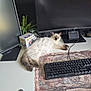 brown, cat, computer, cute, desk, electronics, feline, fluffy, funko_pop, indoor, keyboard, monitor, mousepad, office, pet, plant, relaxing, technology, white, workspace